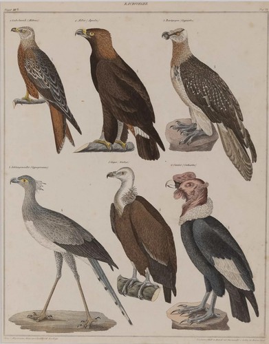 Vögel raubvögel - vögel,