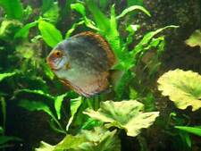 Pflanzenset Diskusbecken für 800-1000 LITER, Aquarienpflanzen