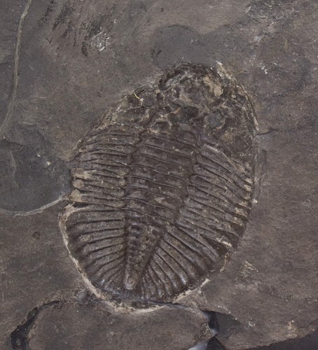 Trilobit pseudogygites - trilobit,,