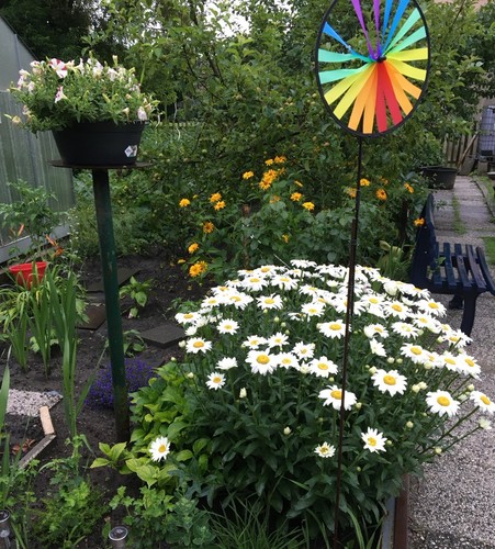 Grossblumige margeriten 20 - grossblumige,