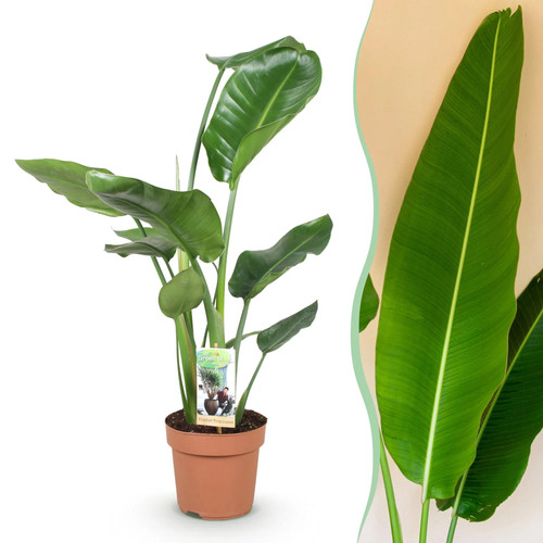 Zimmerpflanzen strelitzia - zimmerpflanzen,