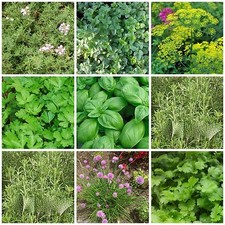 Kräutersamen klassische Küchenkräuter Samen einzeln verpackt 9 Sorten