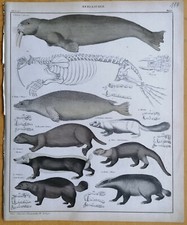 Oken Natural History Folio