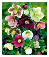 Christrosen-Mix "Winter Dreams",3 Knollen