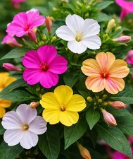 Die bunte Wunderblume