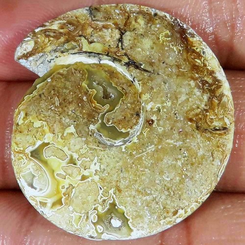 Natürlich fossil - natürlich,