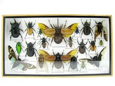 Einzelstück - echte