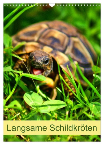 Langsame schildkröten - langsame,