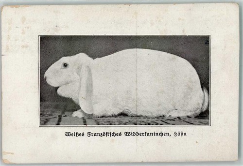 13185465 weisses franzoes - 13185465,