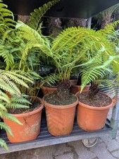 Baumfarn Dicksonia Antarctica mit Stamm 