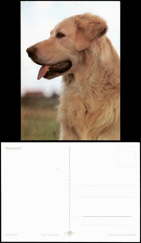Ansichtskarte hund hunderasse - hund,
