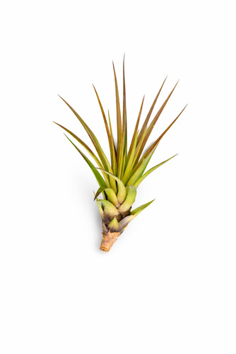 Tillandsia tricolor - , m