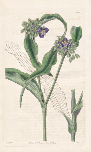 Tradescantia pilosa hairy - tradescantia,