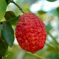 Citrus limon etna - citrus,