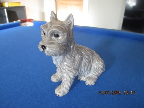 Scotch cairn terrier hund - cairn,