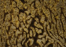 Webpelz Kunstfell Stoff