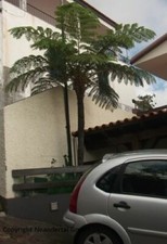  winterharter Baumfarn, ideal für Hecken, keine Ausläufer