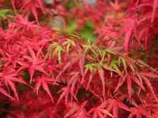 Acer palmatum 'Kamagata' /