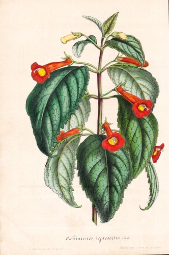 Achimenes ignescens guatemala - ignescens,