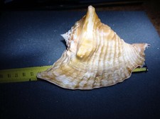 VERY RARE!! GIANT / HUGE STROMBUS PERUVIANUS(PERUVIAN CONCH) PANAMA /Nr.4