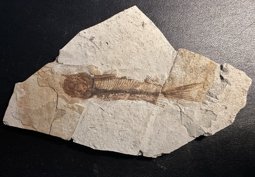 Versteinerung fossilien fische - versteinerung,