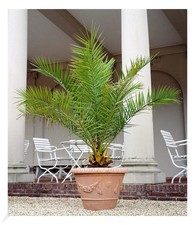 Kanarische Dattelpalme,1