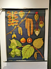 Schulwandtafel Rollkarte