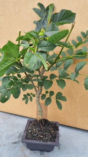 Prebonsai esche fraxinus - prebonsai,, ,