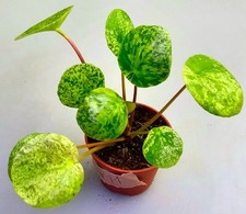Pilea Peperomioides Mojito