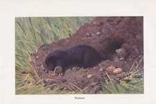 Maulwurf Talpa europaea Farbdruck von 1912 Talpidae Insektenfresser