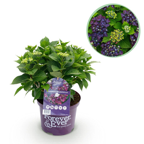 Hortensie hydrangea forever - hortensie,