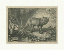 Der Fuchs vor der Falle Lockvogel Reinecke Jagd Ufer Beckmann Holzstich E 23635