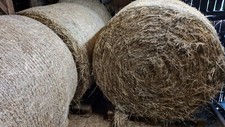 Bio Heu in bester Qualität ca. 125cm für Pferde, erster Schnitt