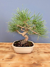 Bonsai Schwarzkiefer Pinus