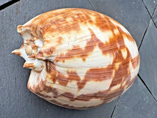 „Melo amphora Riesenschnecke
