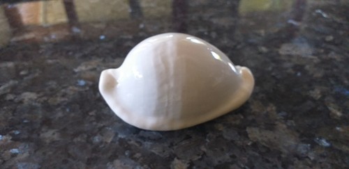 Muschel schnecke ovulidae - muschel,