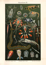 Meeresfauna III. historischer