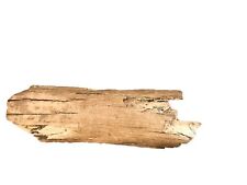 Fossiler Mammut Stoßzahn Fragment Wollhaarmammut, 22 cm