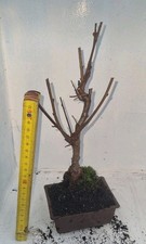 Bonsai,  Birkenbaum, Sandbirke, Betula  pendula  in einer Bonsai-Schale 