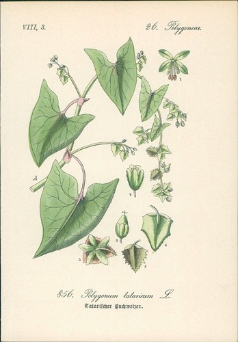 Chromolithographie - ,