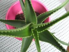 "ALOE ARBORESCENS "HEILPFLANZE