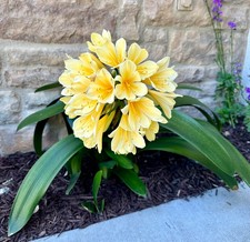 2 Pack - Rooted , Yellow