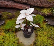 Pilea Spruceana Ellen, Terrariumpflanzen, Regenwald Terrarien Pflanzen, tropisch