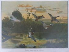 Kunstdruck Entenfall ( Jagd )