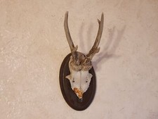 Rehgeweih Jagd Holzplatte