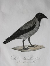 JC Susemihl - Haubenkrähe