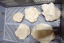 Konvolut Fossilien Ammonit Jura Versteinerungen G1