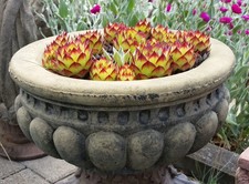 Trog Kübel Pflanztrog zum bepflanzen Pflanztopf  Kunst Sandstein Antik Look B 14