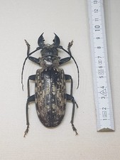 Tithoes Confinis Männchen 90 mm