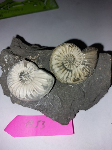Ammoniten6231 pleuroceraten - ammoniten6231,